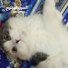  1 قطه تبني العاجل