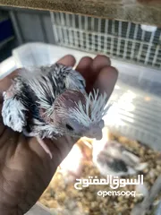  18 من اجمل طفرات وألوان الكروان الهولندي بسعر العادي