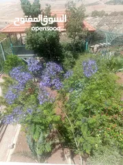  17 مزرعة روز فيلا للايجار Rose Villa