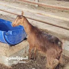  3 أغنام وخرفان يمنية للبيع