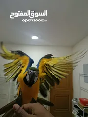  5 FULLY TAMED AND TALKING MACAW