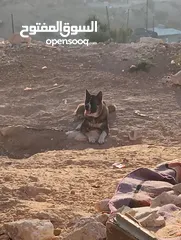  1 كلب اكيتا امريكي عمر 9 اشهر داخل يطا