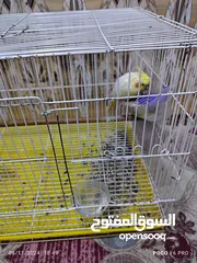  6 كوكتيل نثيه جاهزه للتزاوج