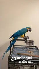  2 macaw  3 years old