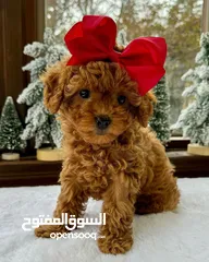  1 PURE BREED RED TOY POODLE PUPPIES AVAILABLE