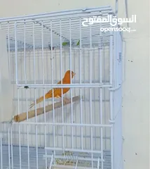  2 فحل مشمشي نخب نار