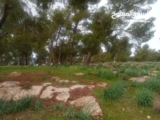  7 مزرعة مجاوره للغابة مشجره جاهزه مع ببر جرش نادرا