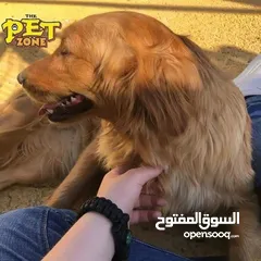  6 كلاب جيرمن شيبرد وجولدن ريتريفر مدربين وغير مدربين