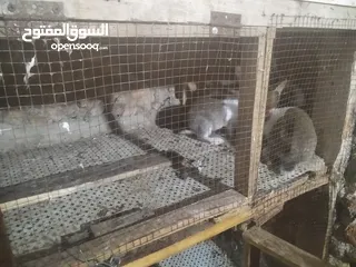  3 ارانب للبيع  كوم 8 حبات عمرهم شهرين ونص للتواصل  ع الواتس اب