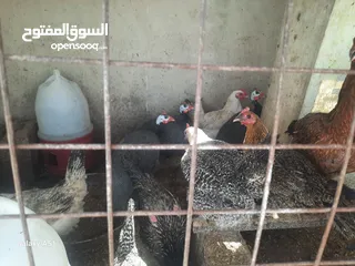  3 دجاج بلدي  وفرعوني وفيومي ولمبرغين