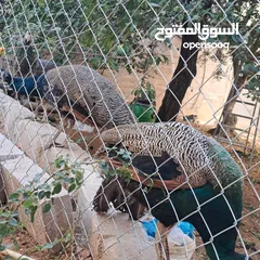  3 ذكر طاوؤس هندي للبيع
