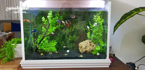  1 حوض سمك كامل مع سمك