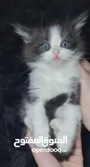  2 متوفر قطط راغدول عيون زرق  العمر شهرين