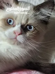  4 Ragdoll cat  قطط راغدول