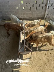  2 اغنام عمانيه للبيع