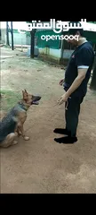  9 Basic dog training program
