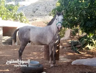  1 مهر سنه وثلاث