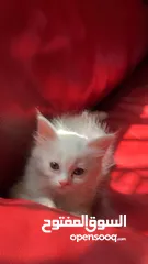  10 برتش مكس شيرازي