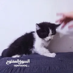  6 قطط هيمالايا رمادي
