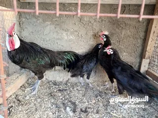  30 فقصات للبيع بيتو 220  فقاصة EGG56  فقاصة EGg36 بيضة