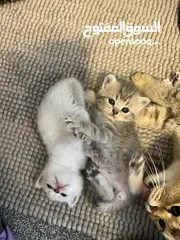  6 Kittens (Adorable)