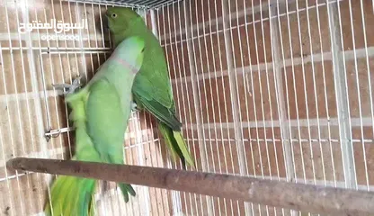  14 Green parrot 2 breading pair eggs also 100% bread pair