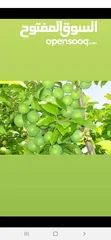  13 جميع الاشجار المثمرة والزينه  تنسيق وزراعة الحدائق الخارجيه والداخليه  صيانة الحدائق وتشكيل الأشجار
