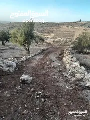  4 ارض للبيع في صوريف