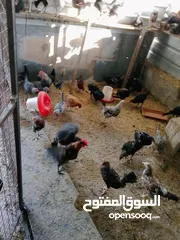  7 العمر من ثلاثه أشهر ولغايه سته أشهر