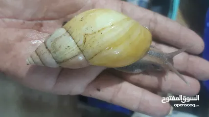  7 حبزون افريقي العملاق في الاردن