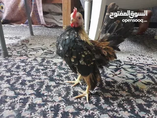  7 دجاج سيراما قزم اليف جدا