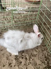  7 Friendly Rabbits