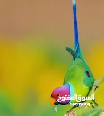  3 فراخ ببغاء بلم هيد ببغاوات نادرة أسعار منافسة بضاعة مميزة للباحثين عن التميز وتغيير المألوف في السوق
