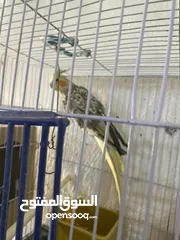  5 جوز كوكتيل للبيع في معان الجوز شغالات وفي معاهن أفراخهم السعر من الاخر