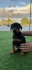  4 Doberman Puppy available 40 days 3 male 3 female