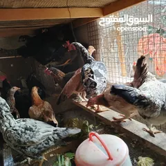  4 19طير دجاج بلدي مع ديك البزر البلدي الاصليه الدجاج بياض ومكفول ماشاء الله عليهن