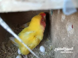  2 زوج ببغاء روز منتجين وتحتهم 7 بيضات بصحه ممتازه