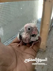  3 cockatiel chicks