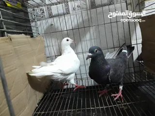  7 قصيين كرزلى القص زغلولين كشك بنيدى  شابةهزاز  دكر زايف بكستانى
