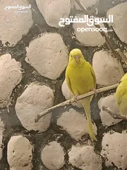  2 عصافير حب للبيع او بدل