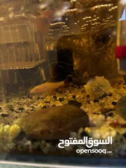  3 Guppies and balloon mollies جوبي و بالون مولي للبيع بسعر مغري كمية السمك كبيرة اكتر من 50 سمكة