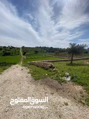  3 دنم ارض للبيع في السلط الصبيحي ميسره بالقرب من مطعم الطلع الغربيه