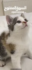  2 قطط للتبني