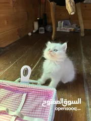  2 قطط همالايا صغيرة عمرها شهرين بالوان وجمال مميز