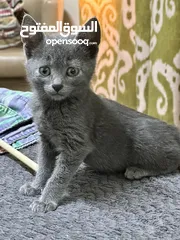  1 Russian blue kitten hypo allergenic