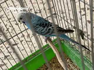  3 جوز حب ماكينه انتاج معهم 5 فراخ