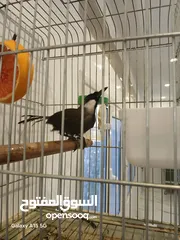  1 للبيع بلبل تايلندي
