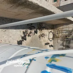  4 صيصان بلدي