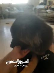 2 جيرمن شيبرد انثى للبيع
