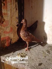  9 6فرخ نوريات بوز ويهوديات زرق ومزهوارات كتف